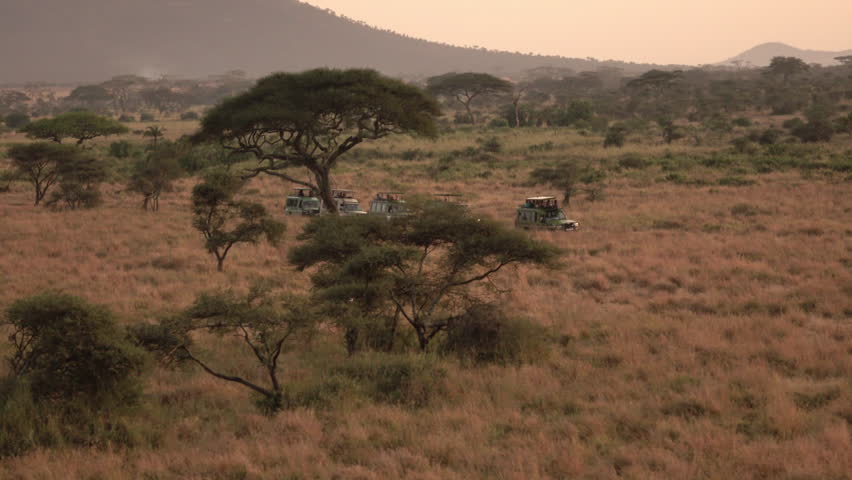 AERIAL: Safari jeeps on game drive standing in line on dirt road through African savanna grassland woodland. Tourists photographing beautiful palms, tall dry grass and amazing acacia trees in at dawn