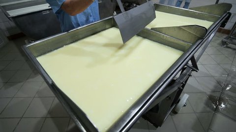 Production of Cheese with Mold . Kneaded Curd. Preparations for the Formation of Cheeses