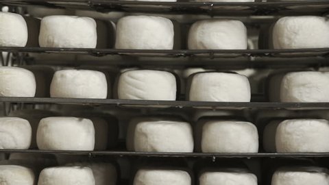 Cheese Manufacture . Heads of Young Cheese with a Mold in the Shelf on a Private Farm 2.