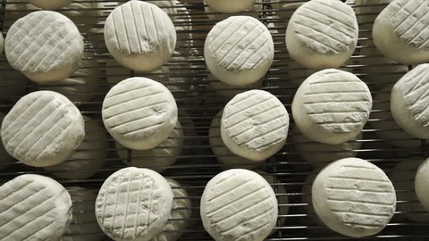 Cheese Manufacture . Heads of Young Cheese with a Mold in the Shelf on a Private Farm 8.