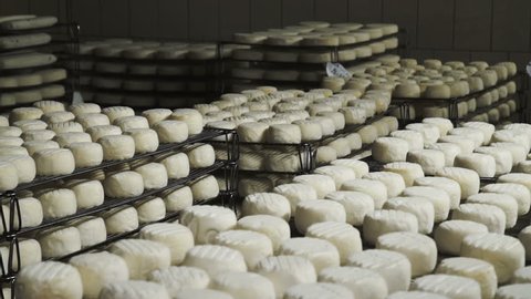 Cheese Manufacture . Heads of Young Cheese with a Mold in the Shelf on a Private Farm 7.