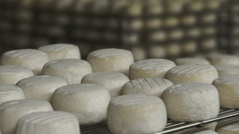 Cheese Manufacture . Heads of Young Cheese with a Mold in the Shelf on a Private Farm 5.