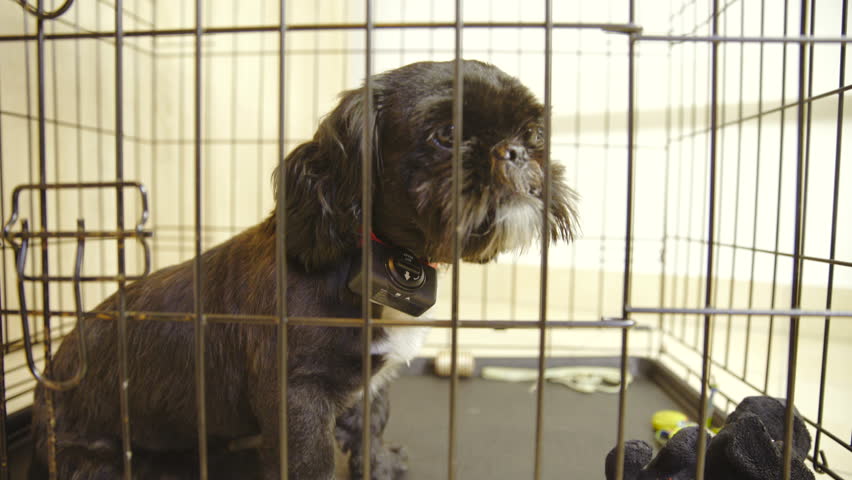 bark collar in crate