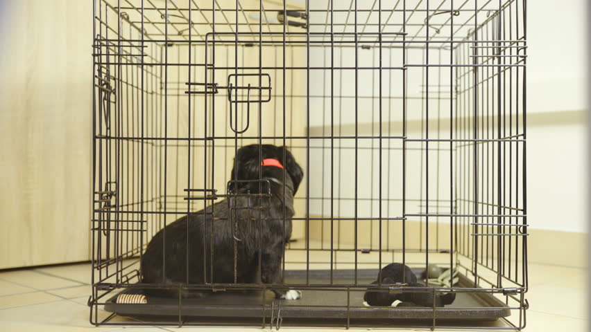 dog constantly barking in crate
