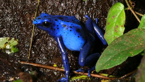 Azureus Dendrobates Tinctotius Blue Poison Dart Frog. These amphibians are known as dart frogs because indigenous people use the frog’s poison for blow darts and arrow poison.