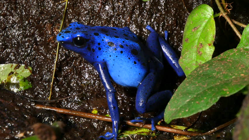 Strawberry poison red dart frog in the Caribbean forest. These ...