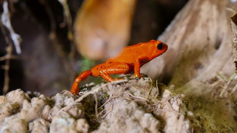 Strawberry Poison Dart Frog Dendrobates Pumilio. These amphibians are known as dart frogs because indigenous people use the frog’s poison for blow darts and arrow poison. All dart frogs secrete toxins