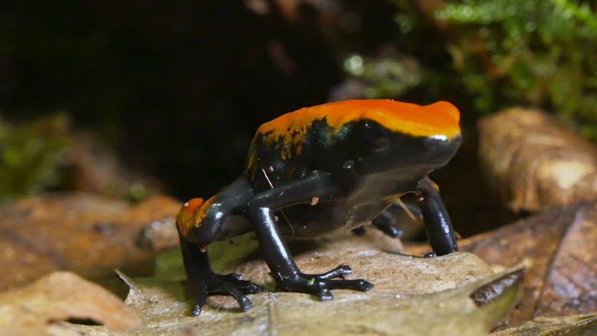 STRAWBERRY-POISON-DART-FROG Footage, Videos and Clips in HD and 4K ...