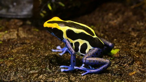 Blue and Yellow Poison Dart Frog Couple. These amphibians are known as dart frogs because indigenous people use the frog’s poison for blow darts and arrow poison. All wild dart frogs secrete toxins.