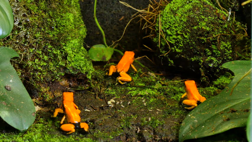 Golden Poison Terribilis Arrow Group. The golden poison frog, Phyllobates terribilis, also known as the golden poison arrow frog, or golden dart frog, is a poison dart frog endemic to Colombia.