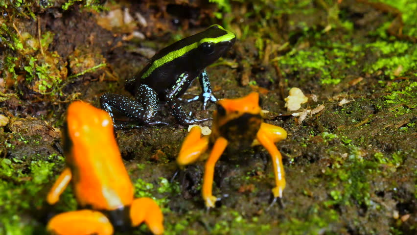 Golden Poison Terribilis Arrow Group. The golden poison frog, Phyllobates terribilis, also known as the golden poison arrow frog, or golden dart frog, is a poison dart frog endemic to Colombia.