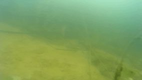 Professional diver dives under the frozen river, Diving Under the Icy River, Gopro Camera Video Clip