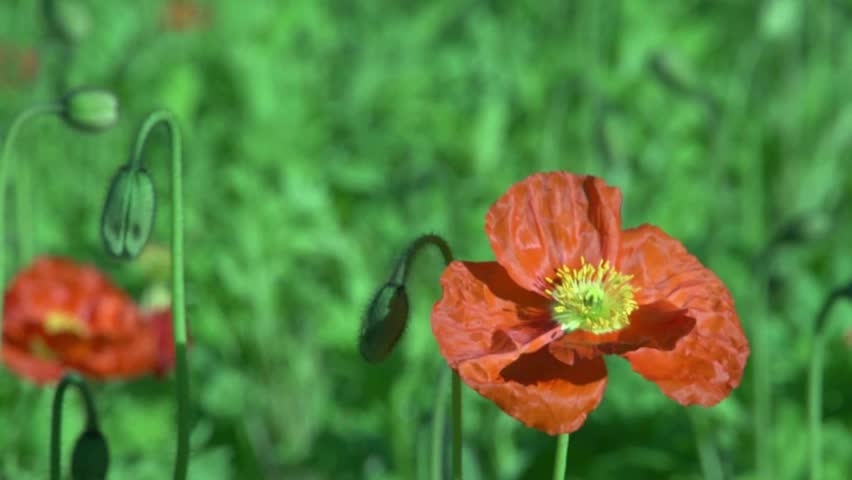 close up of Poppy flowers