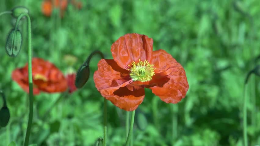 close up of Poppy flowers