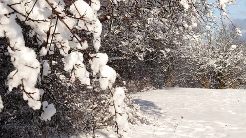 beautiful winter, branches covered with snow