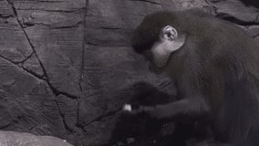 De Brazza's monkey eats the food stock footage video