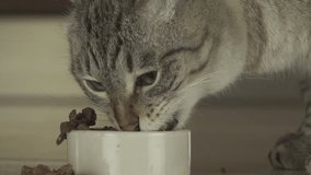 Funny Cat eats wet food with pieces of meat slow motion stock footage video