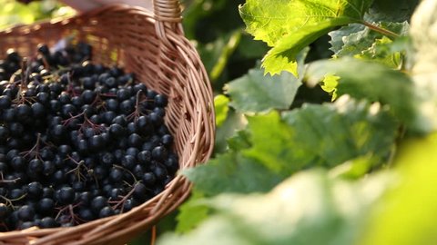 Woman's hands holding basket full of chokeberries. Tracking shot. Close-up.