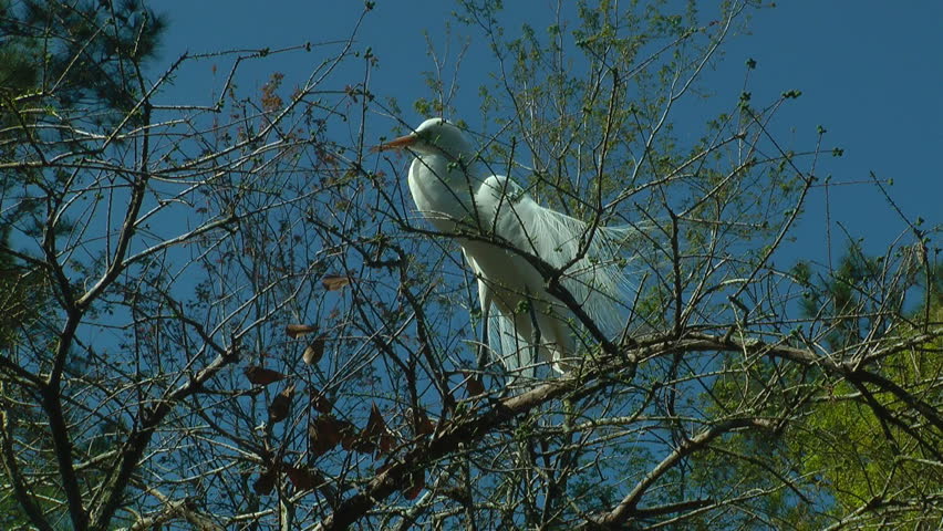 beautiful egret in tree