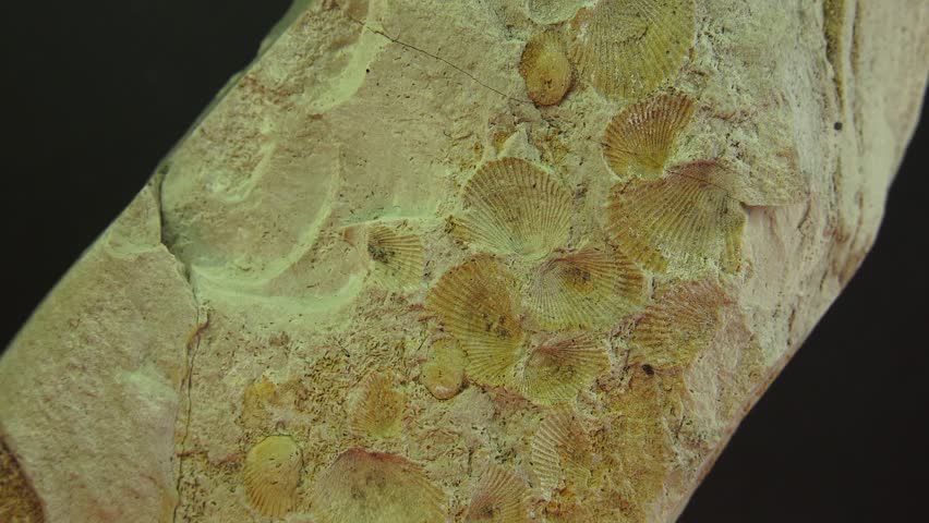 Prehistoric animals that became fossilized in rock leave the shapes and sizes of their bodies in stone for millions of years. Paleontologist looks to the past to learn from early live forms.