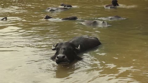 Buffalo in muddy water lakes. Sri Lanka