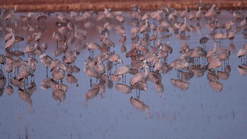 Sandhill Cranes Roosting Wake Up - After roosting for the night, safe from predators, a flock of sandhill cranes wake up, stretch their wings and will soon fly off to the corn fields.