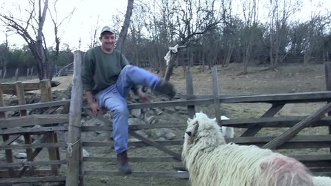 Shepherd who jumps into the yard where sheep are few and looked after him 49
