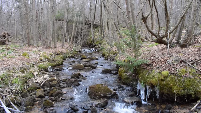 A Forested River In Pennsylvania