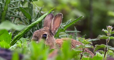 Wild Rabbit jumps from lush green vegetation. Slow Motion
