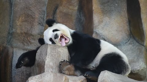 Giant panda in public zoo chiangmai Thailand 