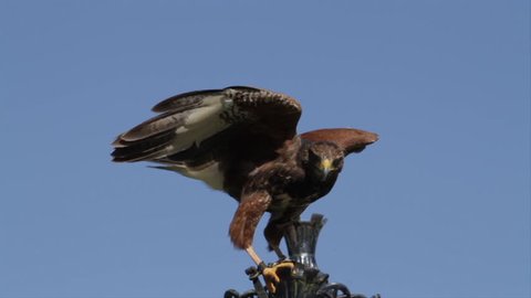 Harris Hawk raptor bird falcon takes flight from ornamental lamp post