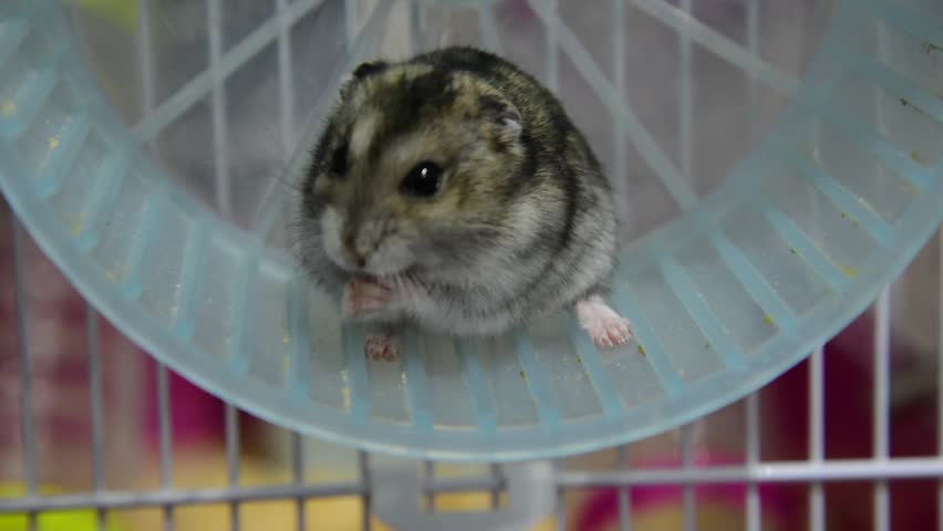 grey fluffy hamster