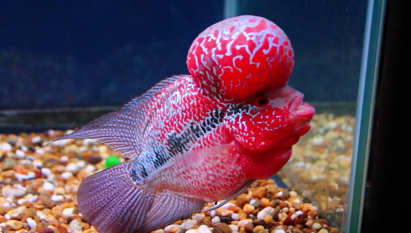 strawberry flowerhorn