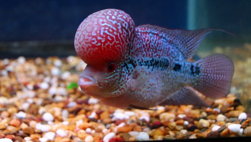 flowerhorn cichlid crossbreed fish good color Stock Footage Video (100% ...