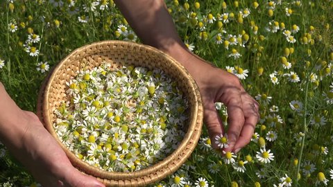 Female hands pick chamomile herbal flower blooms to wicker dish in summer garden. Alternative medicine. Herbalist woman. Static shot.