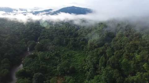Flying over an amazing rain forest, aerial view above rain forest with fog at sunrise. 4K aerial video, rain forest landscape