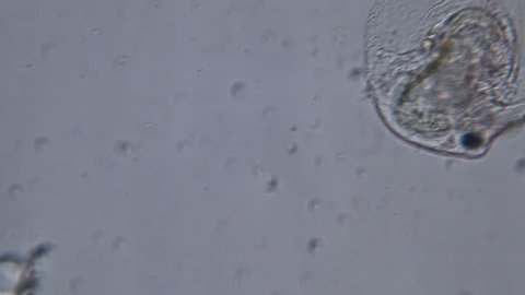 Water flea (Moina) under microscope view.