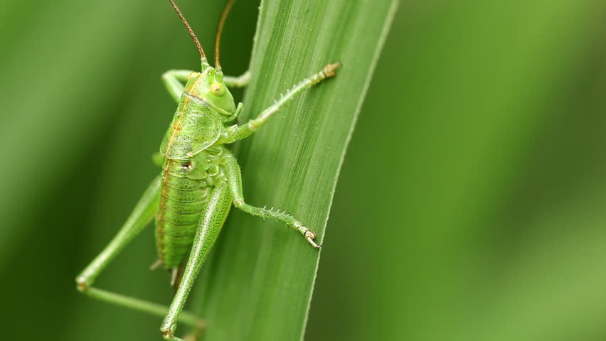 Common Green Grasshopper Omocestus Viridulus Stock Footage Video 100 Royalty Free Shutterstock