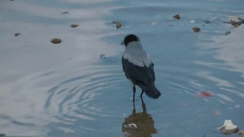 Crow walking and drinking water
