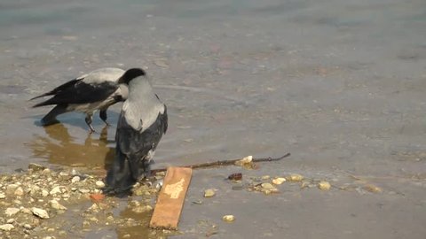 Crows drinking water