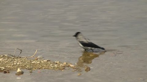 Crow cleaning up