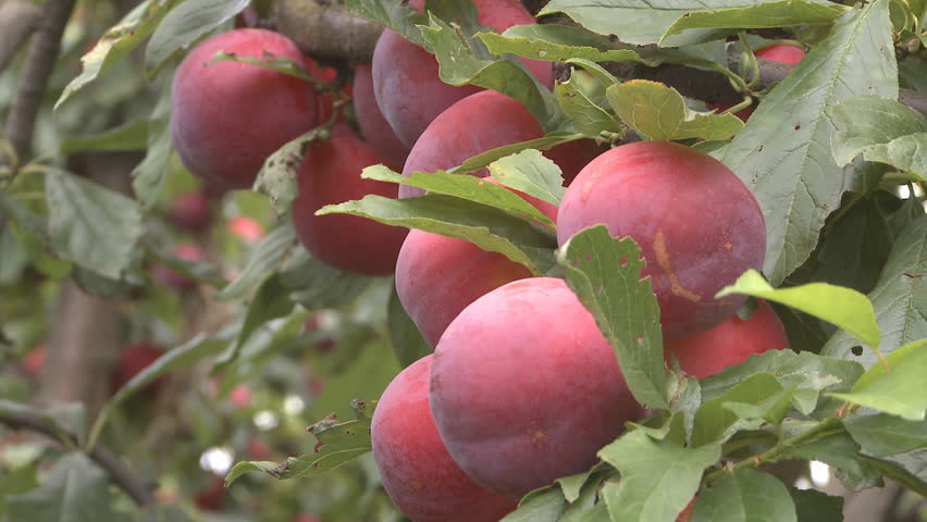 Ripe  plums in an orchard