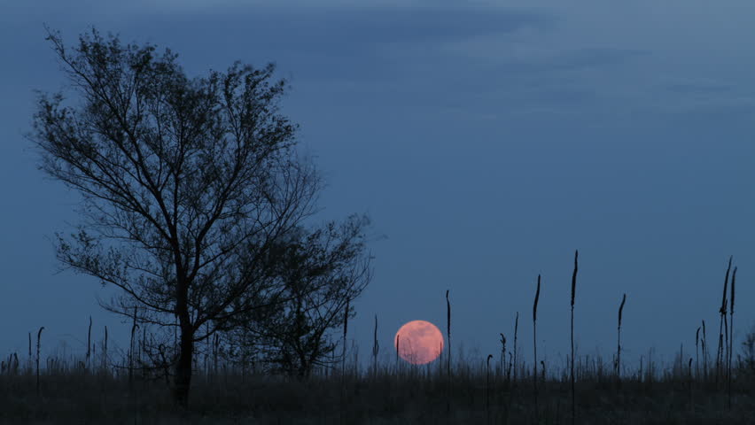 Full moonrise at sunset, with tree silhouette. HD 1080p time lapse. 