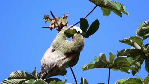 Three toad sloth feeding on leaves in a treetop under blue sky, Costa Rica