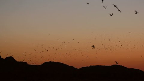 Bats swarm silhouetted mountain range at sunset. 1080p