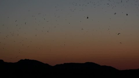 Bats swarm over mountains silhouetted in evening sky. 1080p