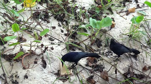 Flock of birds (Greater Antillean grackle) pecking bread on a sandy beach. Cayo Levisa island, Cuba.