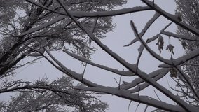Natural video of a Winter Frost Trees Branch Shaking Slow Motion Video...You can use this snowing cold time video in your original projects or as websites background