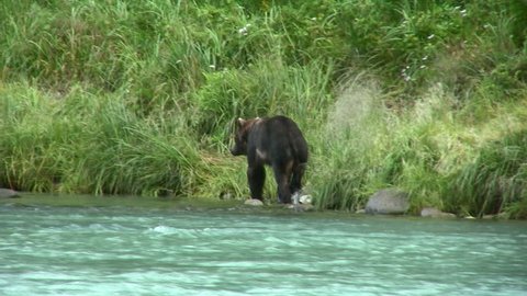 HD of a young brown bear trying to catch a fish in Alaska