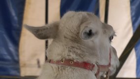 Llama closeup - Powered by Shutterstock - Get 15% off with code: PIKWIZARD15